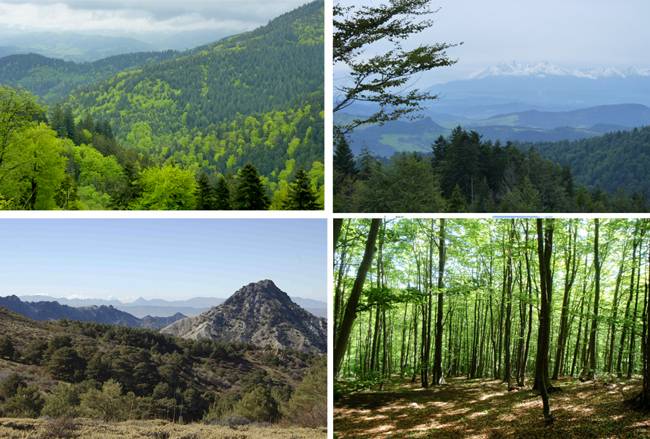 La diversidad de los bosques mediterráneos mejora su resistencia a la sequía 
