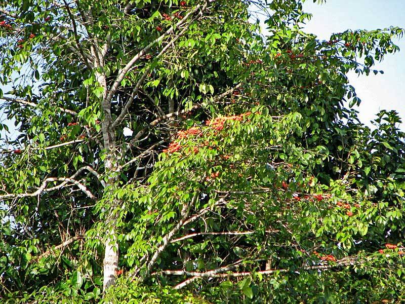 La diversidad genética de un árbol tropical aporta claves para predecir los efectos del cambio climático