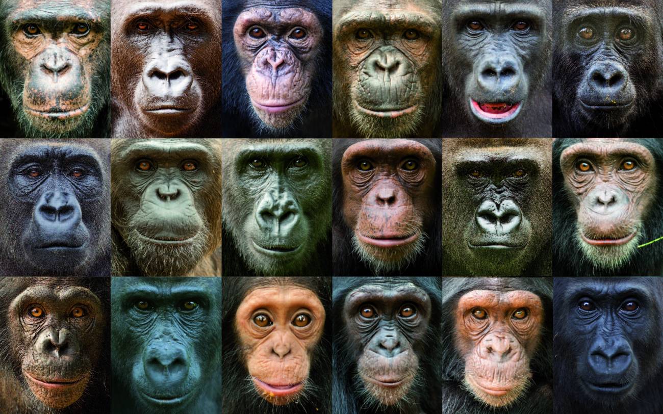 La diversidad genética entre grandes simios es mayor que entre humanos