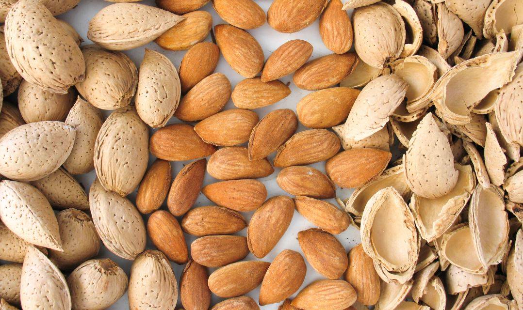 La domesticación de la almendra endulzó su sabor