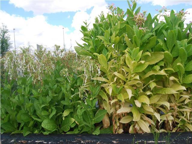 La domesticación de las plantas ha aumentado su capacidad competidora