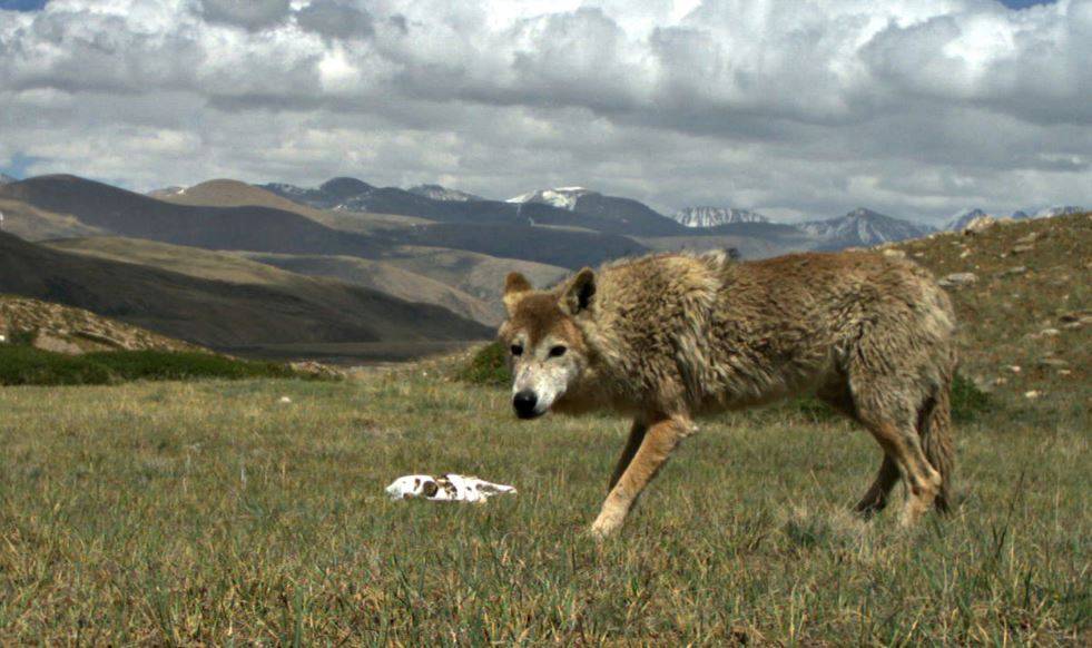 La dura vida del lobo del Himalaya lo ha hecho único