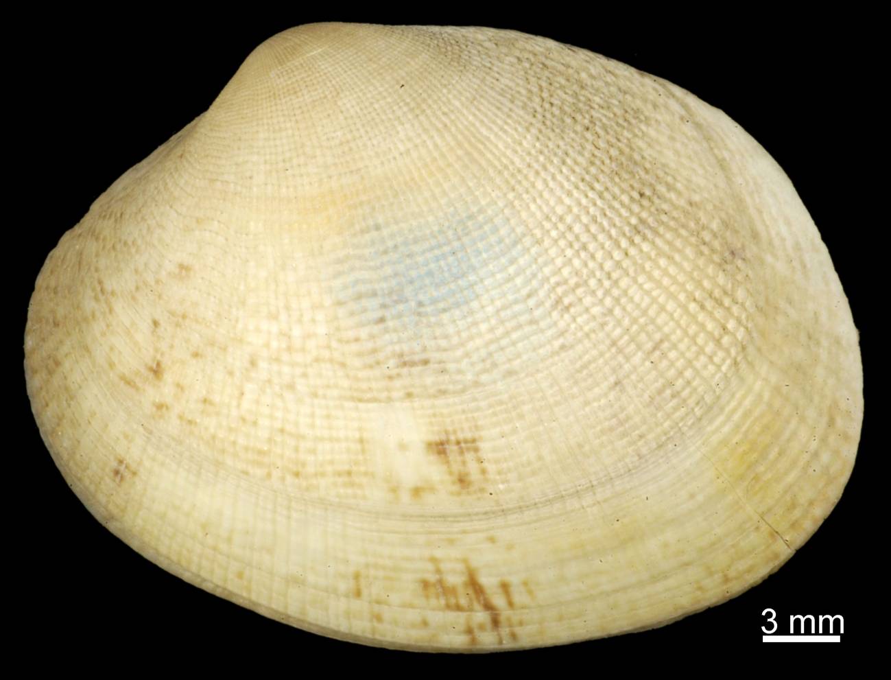 Ruditapes decussatus. / EOL