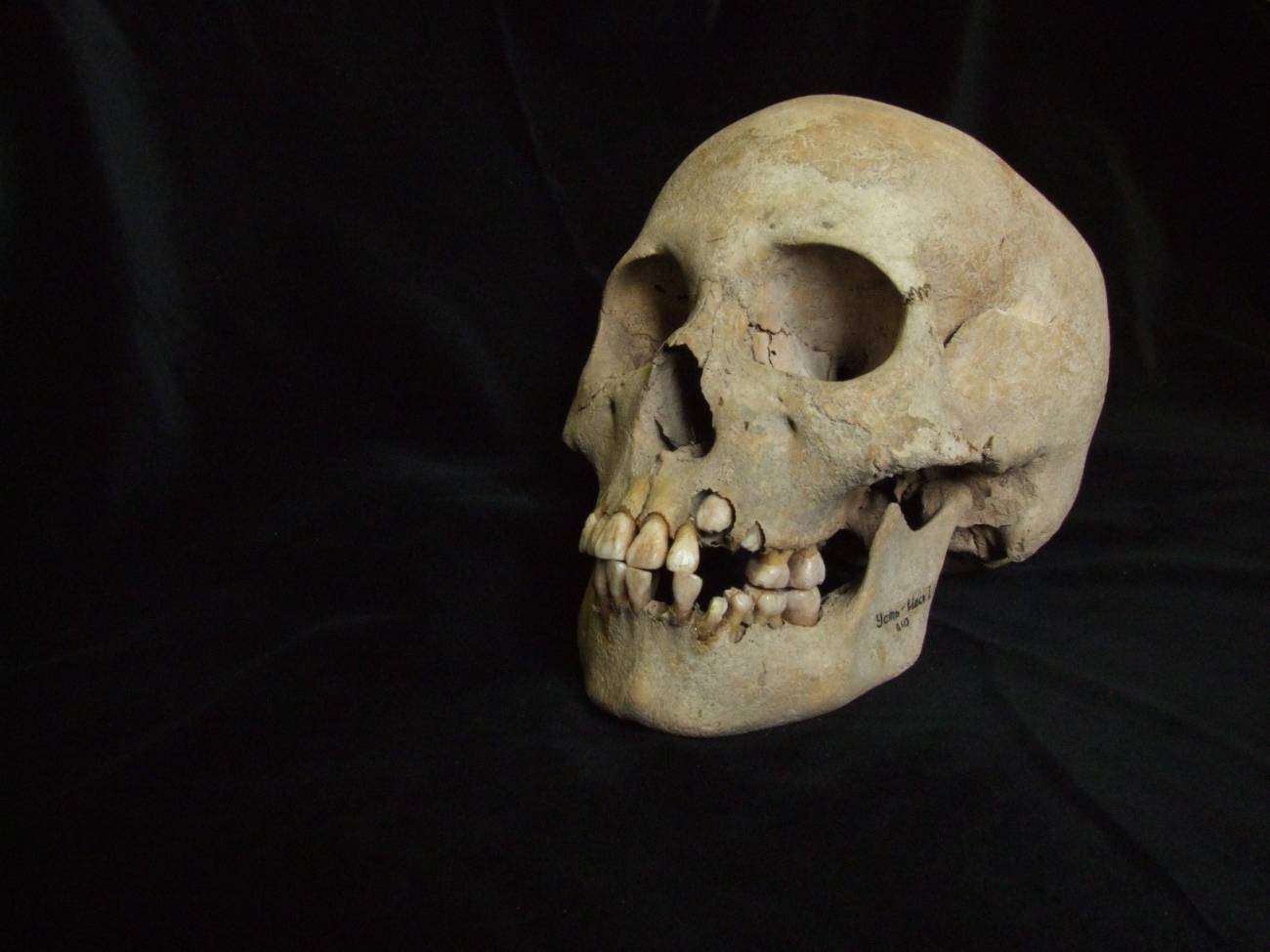 cráneo, peste, Siberia, Prehistoria