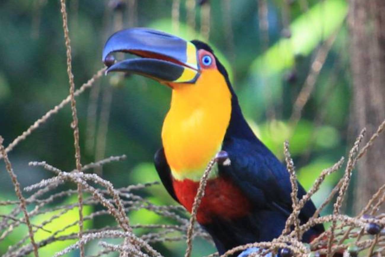 Tucán de pico negro. / Lindolfo Souto.