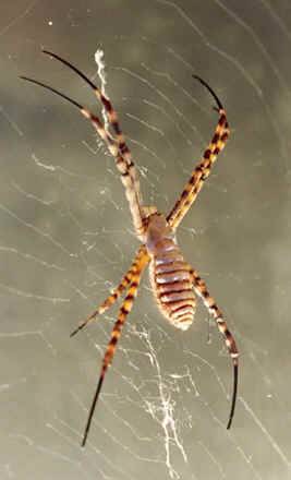 La extraordinaria recuperación del hilo víscido de araña