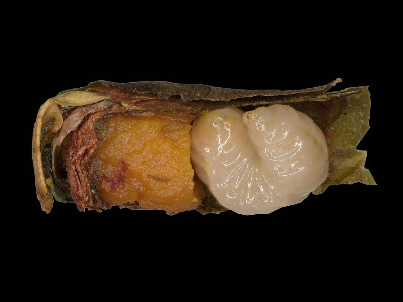 Larva de abeja cortadora de hojas en su celda de cría