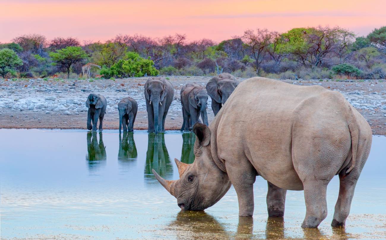 Un rinoceronte bebiendo agua frente a elefantes en el Parque Nacional de Etosha, Namibia
