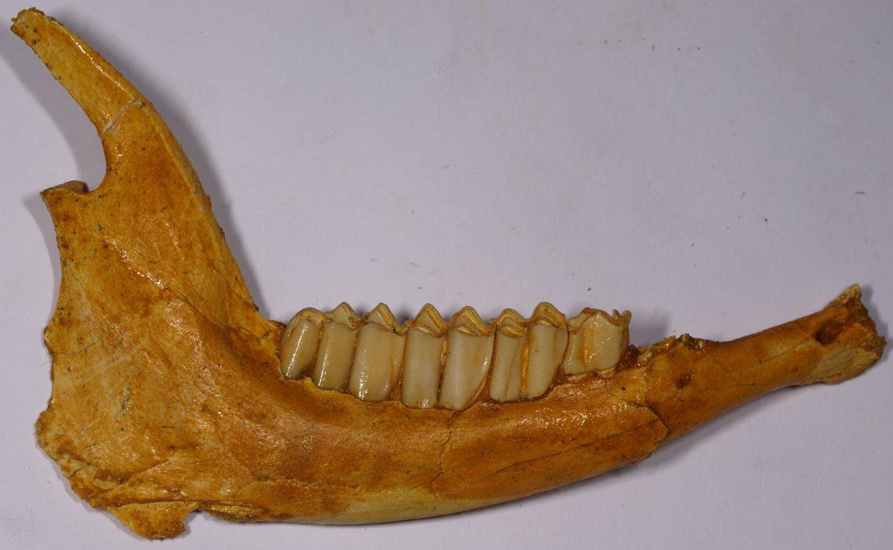 Yacimiento y detalle de una hoja fosilizada 