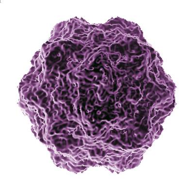 La flexibilidad mecánica de los virus favorece su ensamblaje espontáneo 
