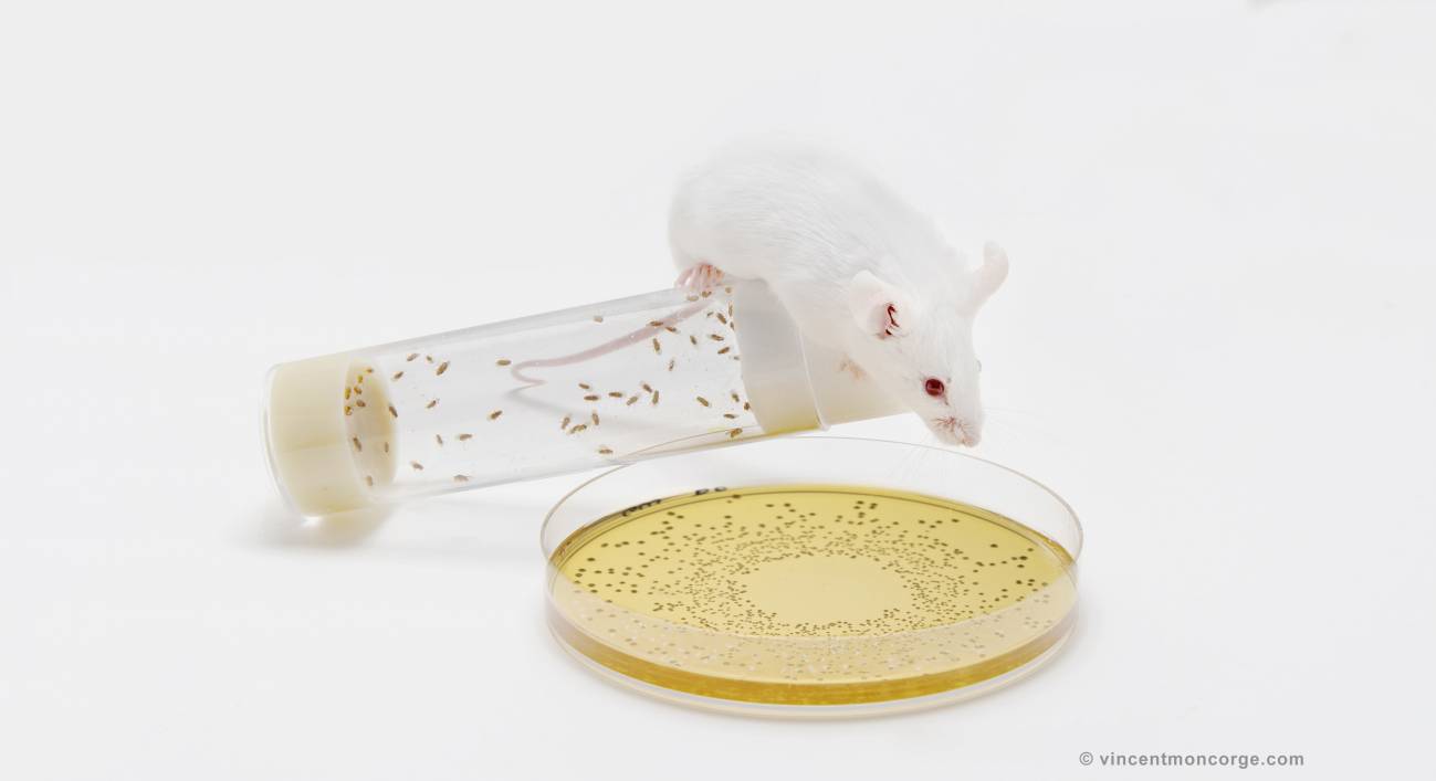 La flora intestinal de bebés sanos ayuda a crecer a ratones desnutridos