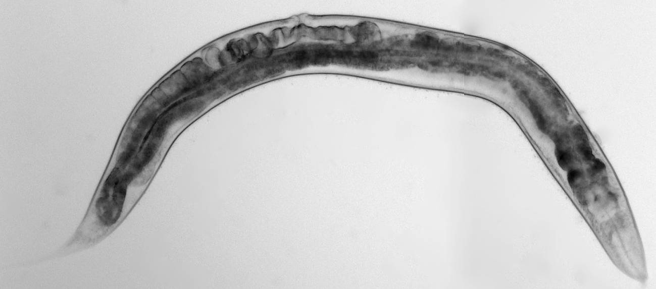 La flora intestinal puede alargar la vida 