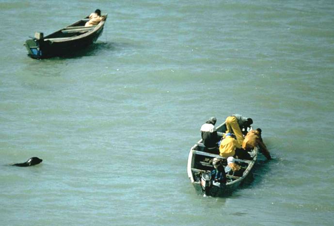 La foca monje y el delfín jorobado, amenazados por las actividades pesqueras de la costa mauritana 