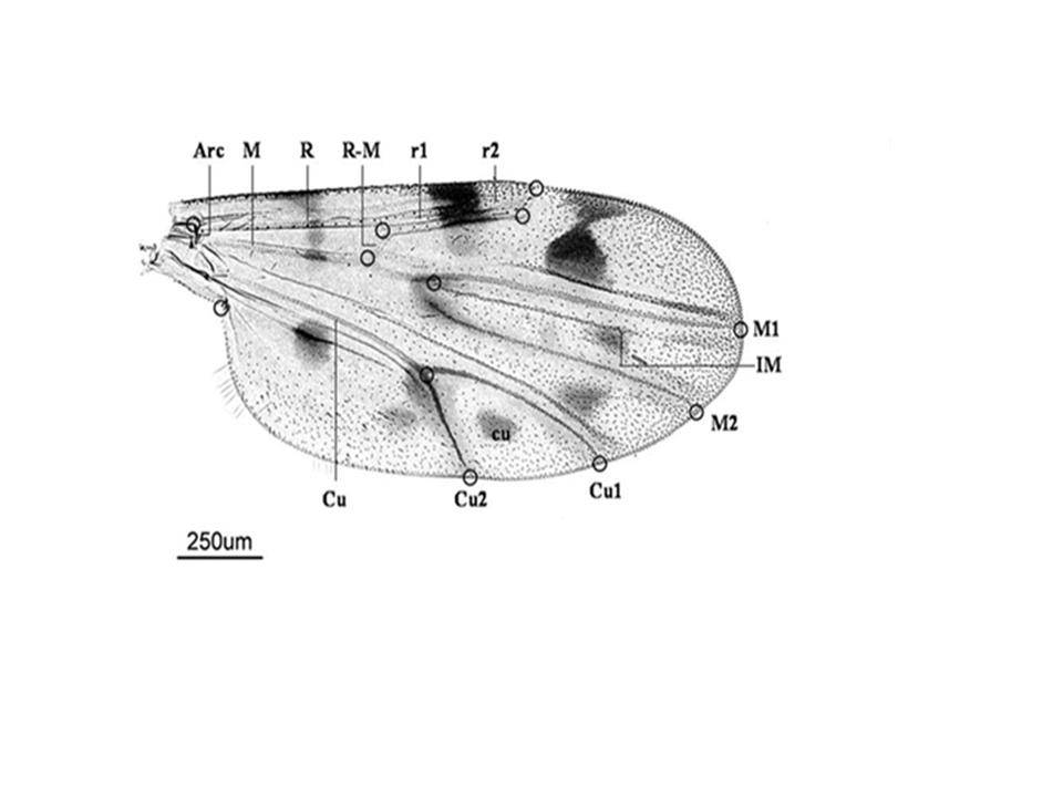 Ala de hembra de C. pulicaris