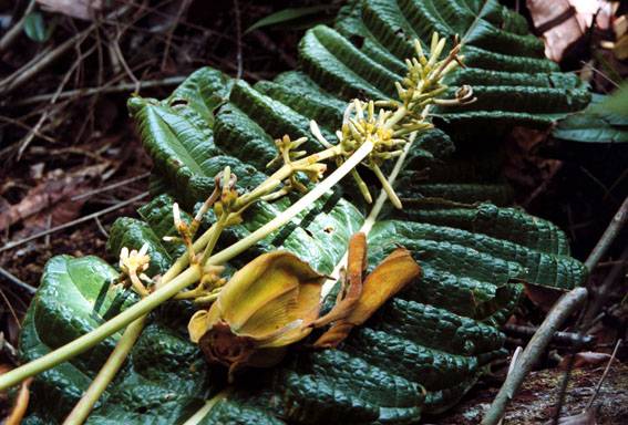 La formación de la cordillera de los Andes originó la biodiversidad vegetal del Neotrópico