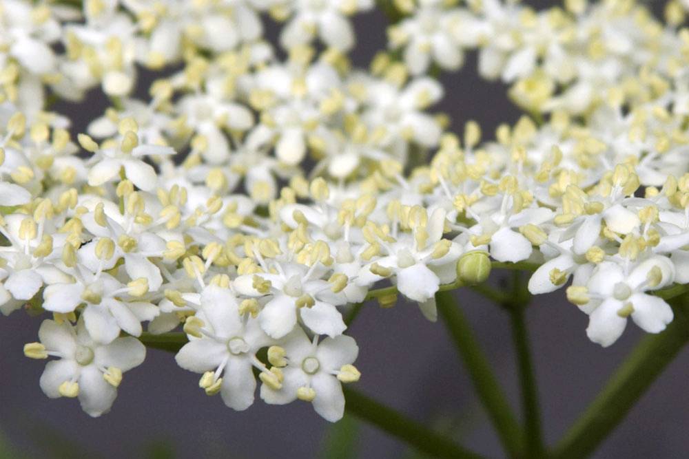 Saúco. Sambucus Nigra Autor: Jessie Hirsch (CC BY 2.0)