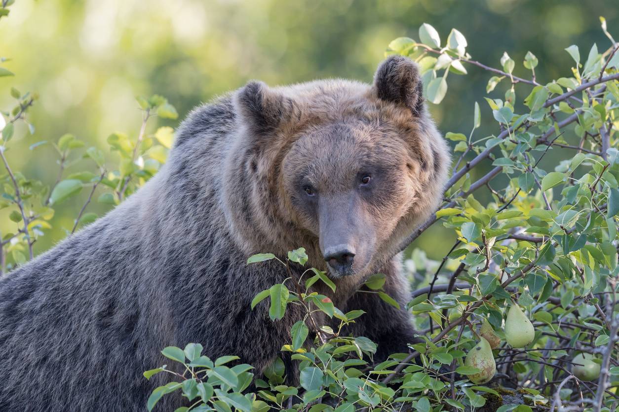 Imagen de un oso pardo en busca de fruta