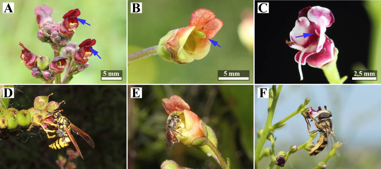 La función reproductora desaparece en las plantas ‘Scrophularia’ al transformarse un estambre 