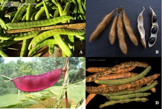 La germinación mejora el valor nutritivo de legumbres tropicales