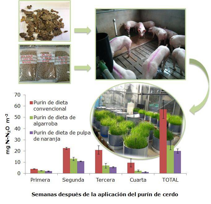 Cerdos consumiendo piensos con pulpa de cítricos deshidratada y las emisiones de N2O que produce la aplicación de los purines obtenidos.