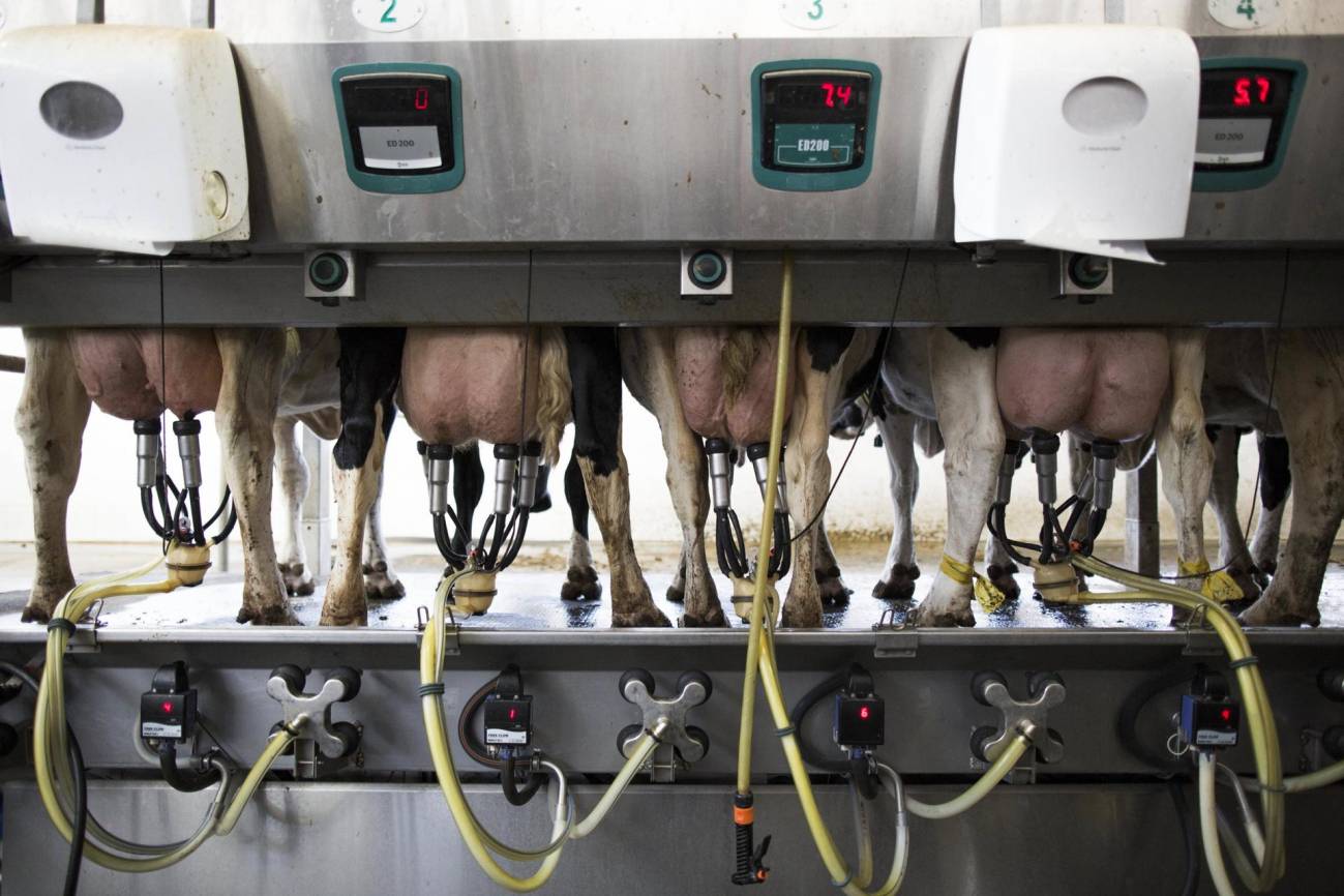La gripe aviar H5N1 ha afectado a más de 190 explotaciones de ganado lechero en EE UU