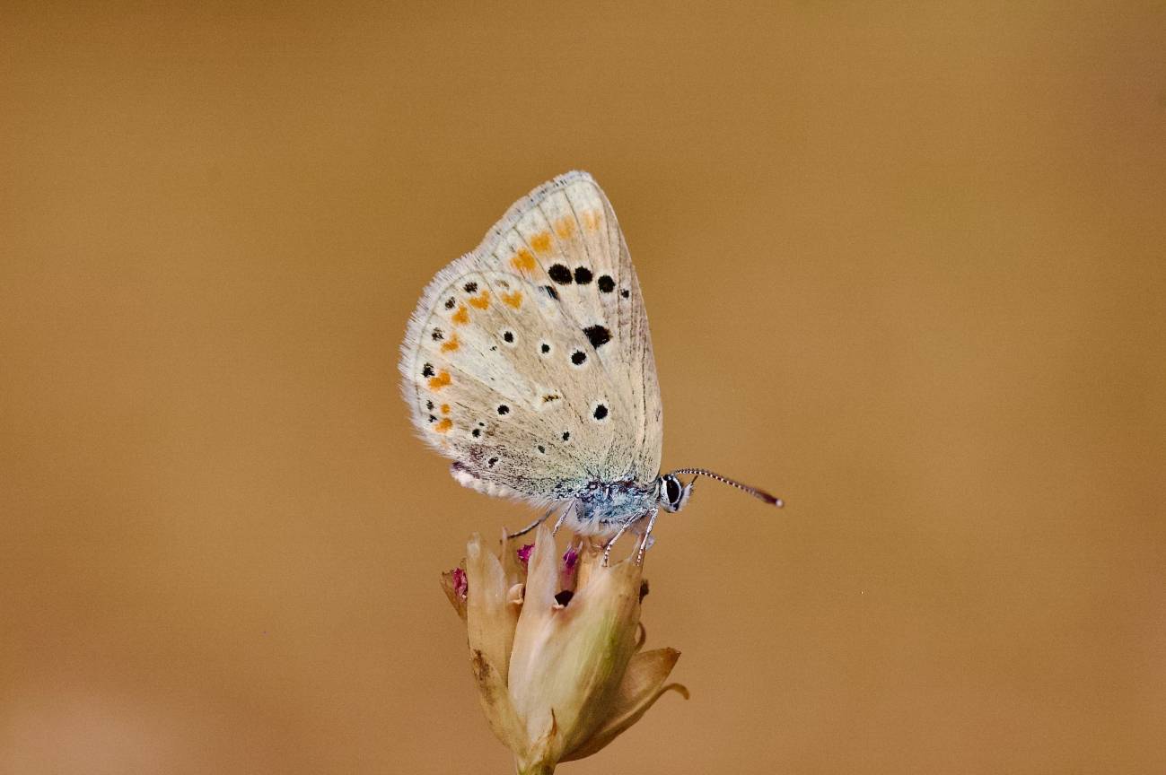 mariposa
