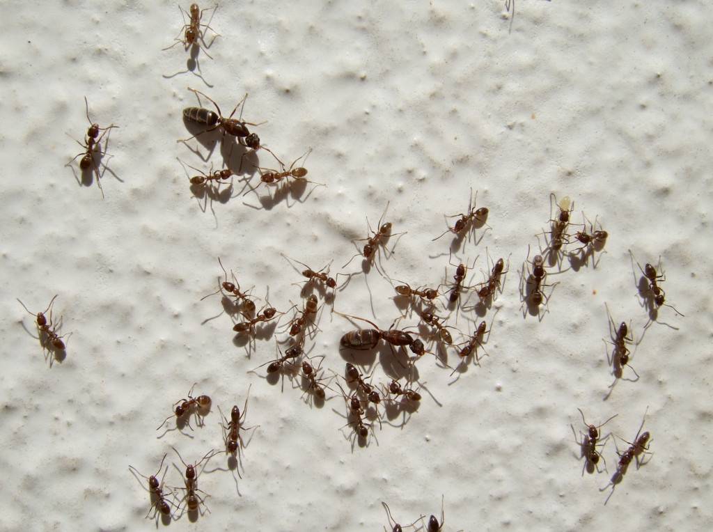 La hormiga argentina es una nueva y potente amenaza para los anfibios de Doñana