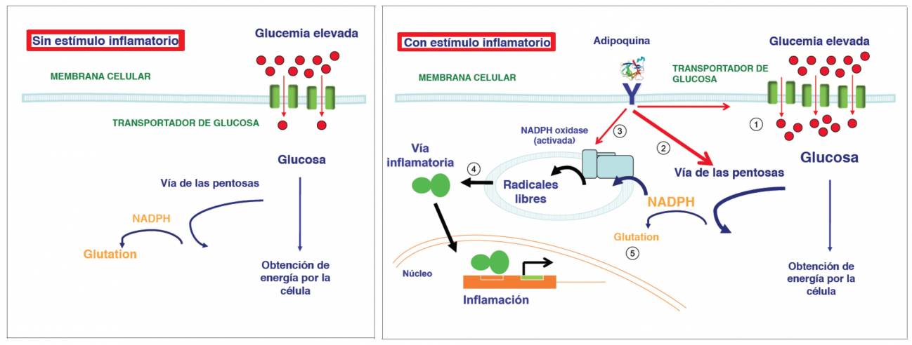 Efecto de la glucemia elevada en la célula vascular inflamada