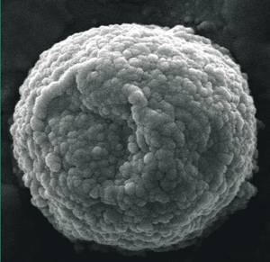 La informática se orienta hacia la nanomedicina