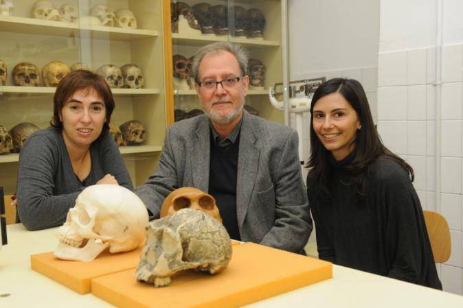 La integración morfológica dirige la evolución de la forma del cráneo humano