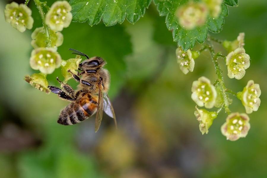 La interacción entre plantas y polinizadores podría romperse con el cambio climático