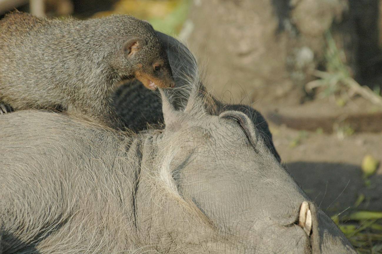 La interesada amistad entre Timón y Pumba 