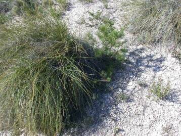La invasión del matorral mejora los ecosistemas semiáridos en España