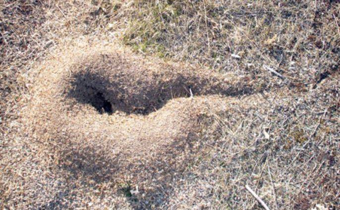 La labor ingeniera de las hormigas altera la búsqueda de fósiles