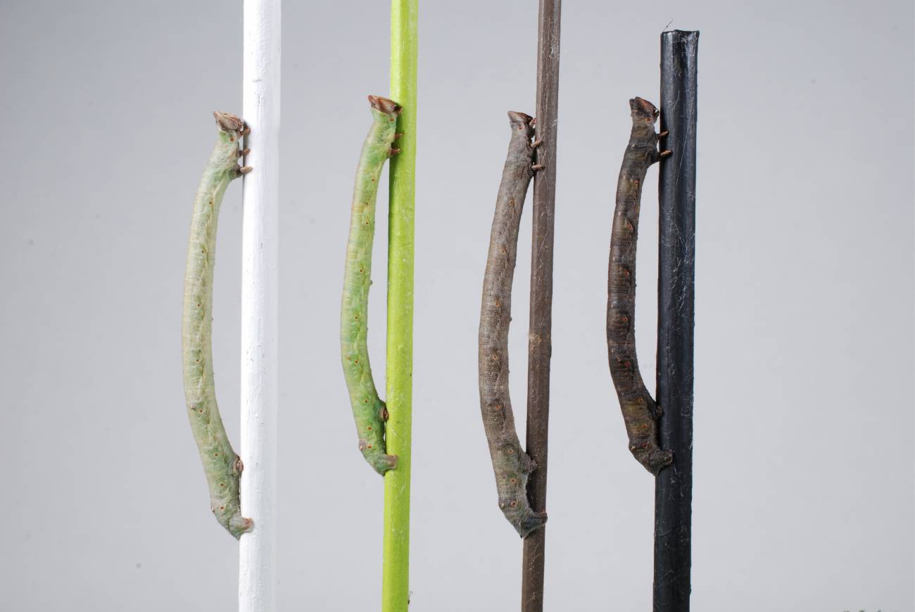 La larva que puede ‘ver’ los colores a través de la piel