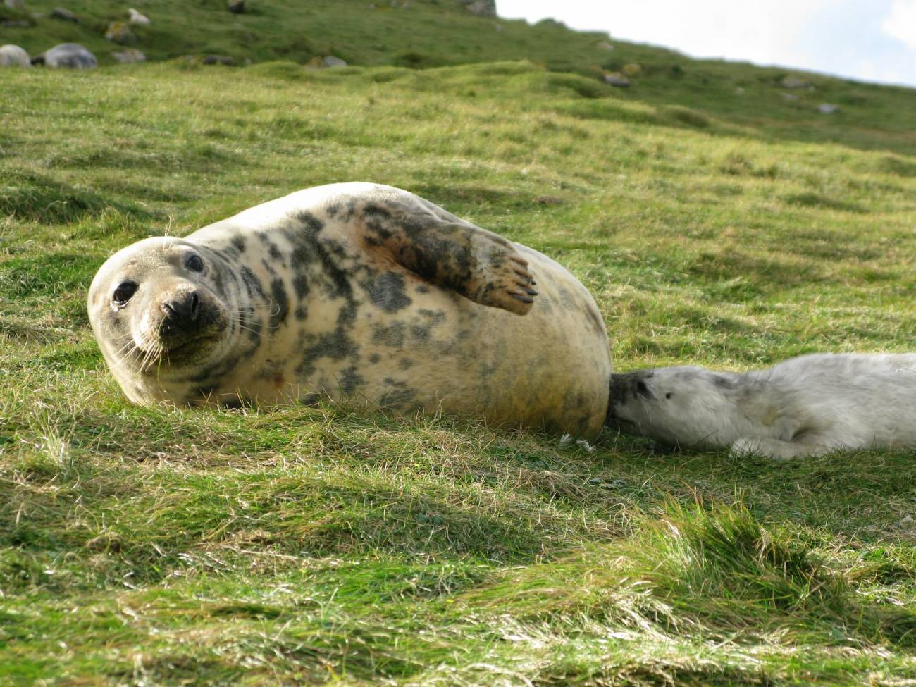 Foca gris amamantando a una cría en la Isla de May, Escocia. / Patrick Pomeroy