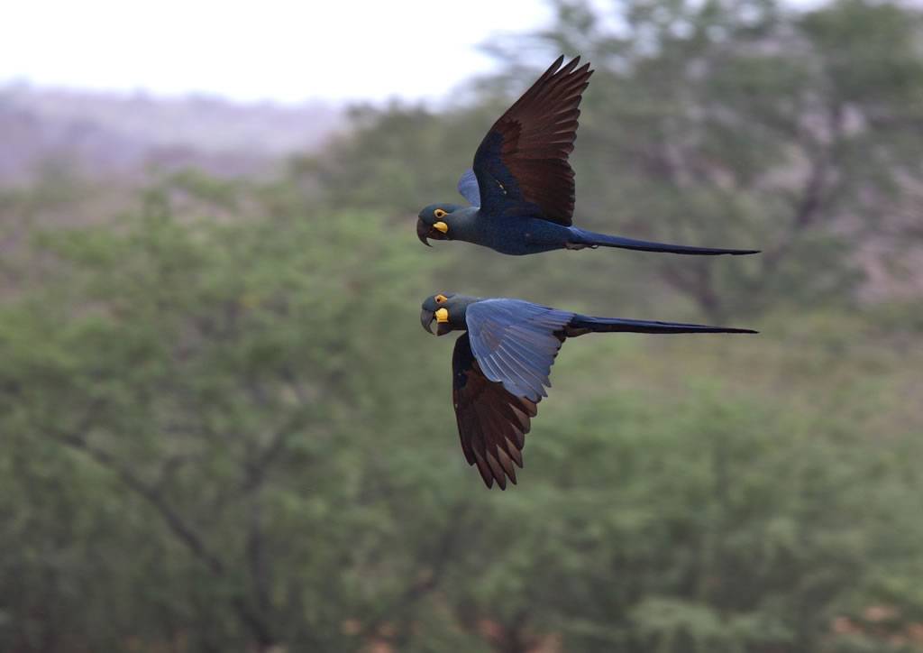 La Lista Roja de especies amenazadas amplía a 192 las aves en peligro de extinción