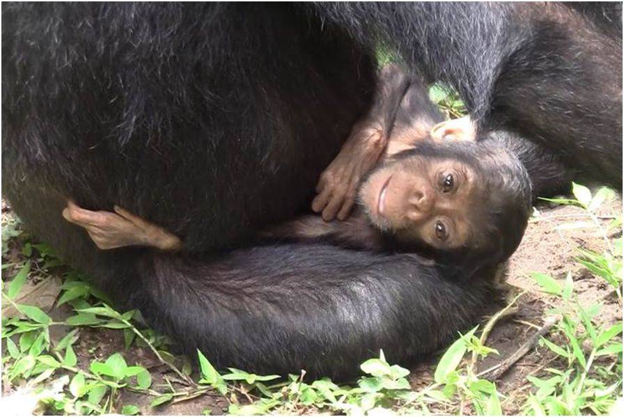 La madre chimpancé que cuidó de su hija discapacitada