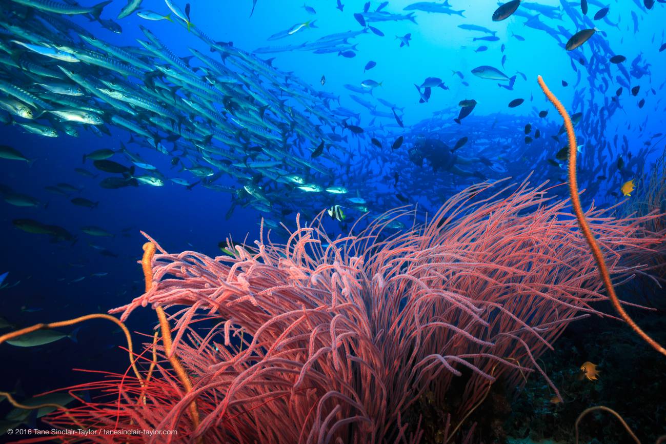 La mano humana beneficia, a veces, a los arrecifes de coral