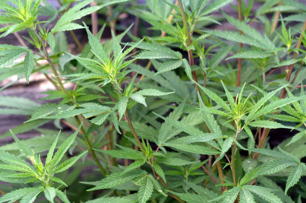 Una planta de cannabis