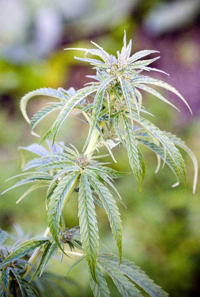 La marihuana podría ayudar a los pacientes con trastorno por estrés postraumático