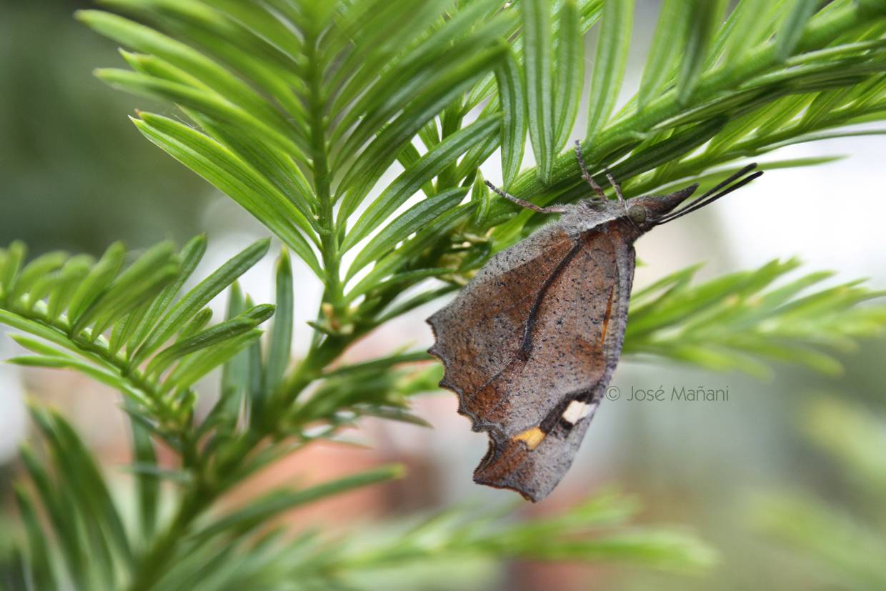 La mariposa del almez vuelve a aparecer en el noroeste de Madrid 