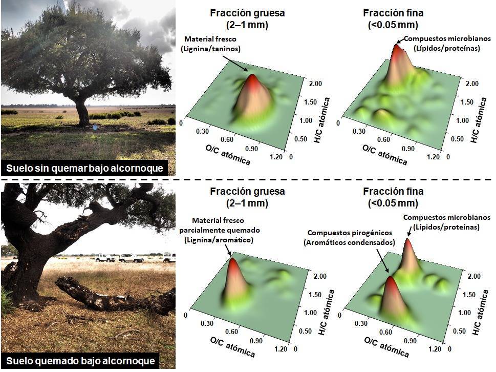 La materia orgánica de los suelos quemados se vuelve más resistente a la biodegradación