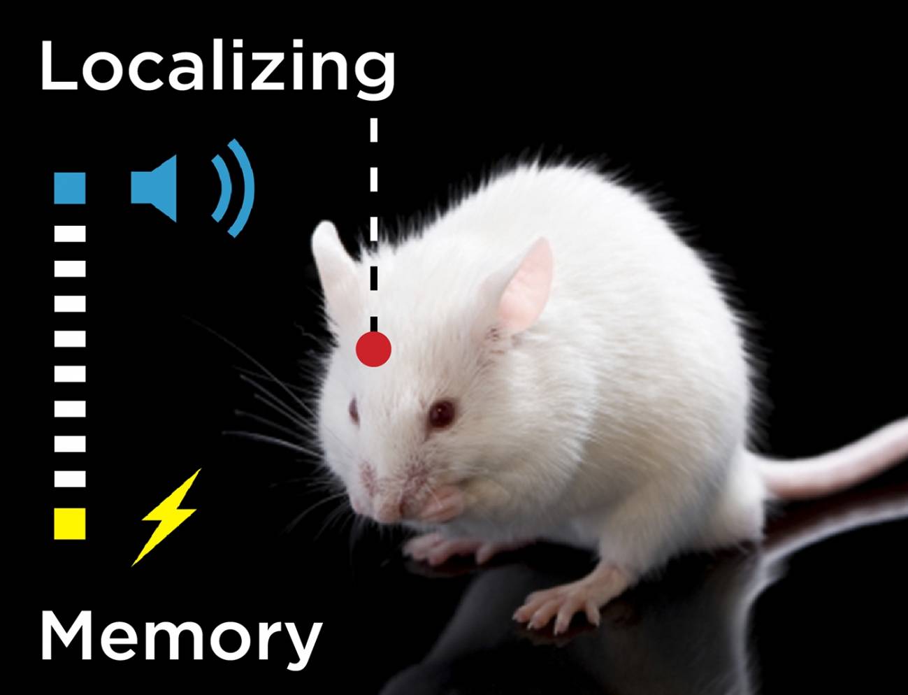 ratón
