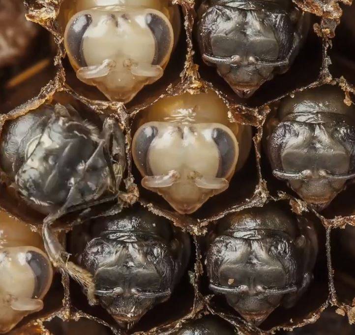 La metamorfosis de las abejas obreras