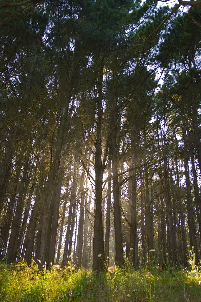 La Misión Biológica de Galicia pone en marcha una nueva línea de investigación sobre genética forestal