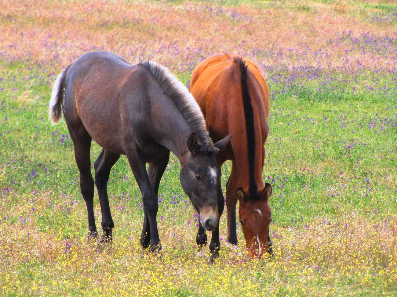 La morfología de los purasangre lusitanos se ha adaptado para la competición 