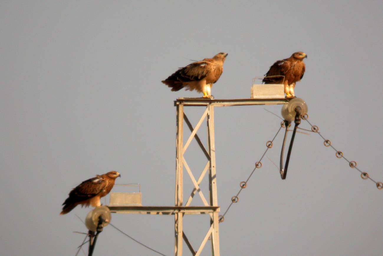 La mortalidad del águila imperial ibérica por las líneas de alta tensión desciende un 80% 