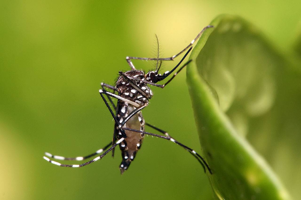  La OMS considera que el virus del Zika es “una amenaza de proporciones alarmantes”