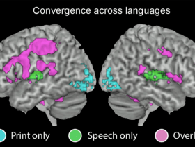 La organización del lenguaje en el cerebro sigue reglas universales